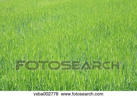 Wheat field View Large Photo Image Stock Photo - Wheat field. Fotosearch