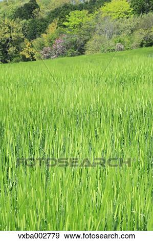 Stock Photo - Wheat field. Fotosearch