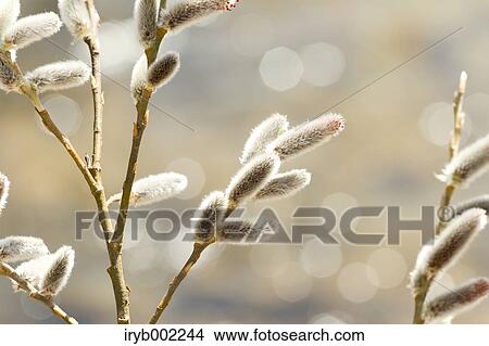 Picture - Willow. Fotosearch