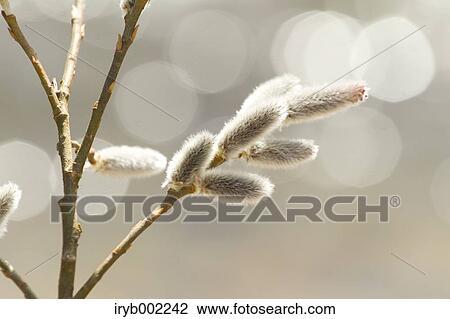 Willow View Large Photo Image Stock Image - Willow. Fotosearch