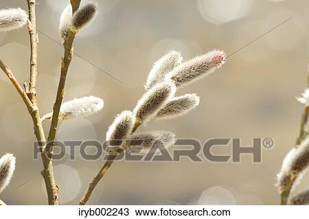 Willow View Large Photo Image Stock Image - Willow. Fotosearch