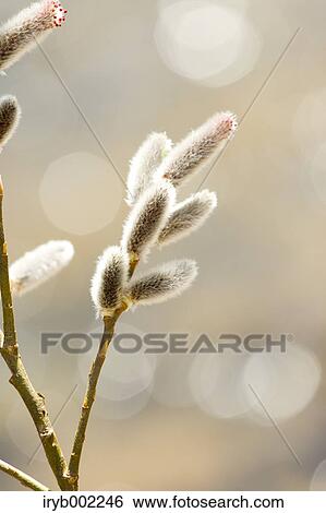 Willow View Large Photo Image Stock Photograph - Willow. Fotosearch