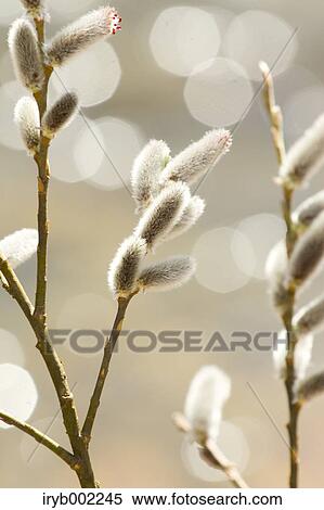 Willow View Large Photo Image Stock Photography - Willow. Fotosearch