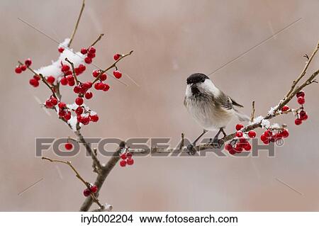 Picture - Willow Tit. Fotosearch