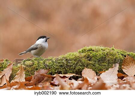 Stock Image - Willow Tit. Fotosearch