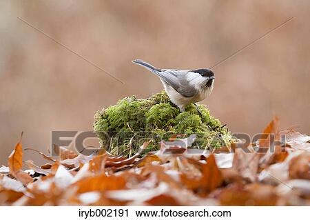 Willow Tit View Large Photo Image Stock Image - Willow Tit. Fotosearch