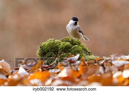 Willow Tit View Large Photo Image Stock Image - Willow Tit. Fotosearch