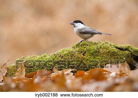 Willow Tit View Large Photo Image Stock Photo - Willow Tit. Fotosearch