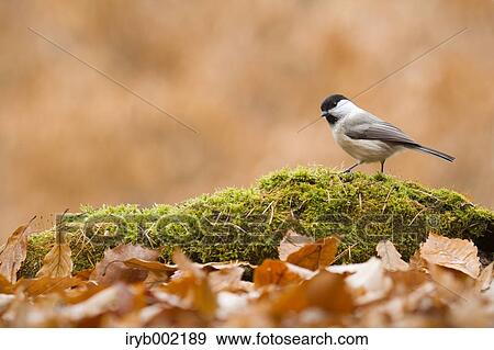 Willow Tit View Large Photo Image Stock Photo - Willow Tit. Fotosearch