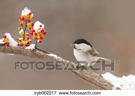Willow Tit View Large Photo Image Stock Photo - Willow Tit. Fotosearch