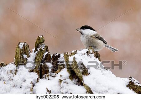 Willow Tit View Large Photo Image Stock Photography - Willow Tit. Fotosearch