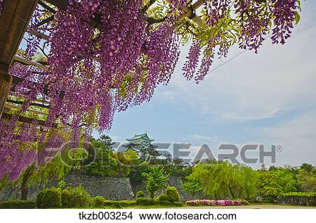 Wisteria View Large Photo Image Picture - Wisteria. Fotosearch
