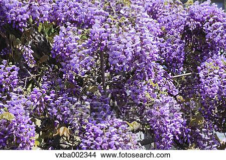 Wisteria View Large Photo Image Picture - Wisteria. Fotosearch