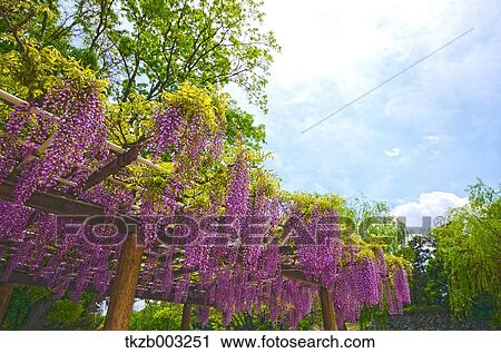Stock Image - Wisteria. Fotosearch