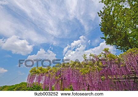 Stock Image - Wisteria. Fotosearch