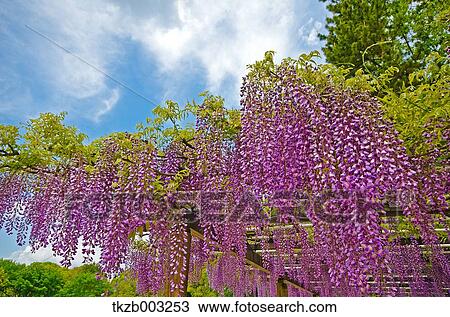 Wisteria View Large Photo Image Stock Image - Wisteria. Fotosearch