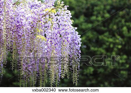 Stock Image - Wisteria. Fotosearch
