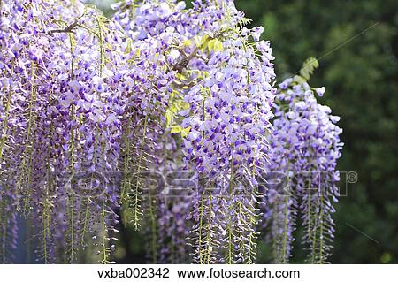 Wisteria View Large Photo Image Stock Image - Wisteria. Fotosearch