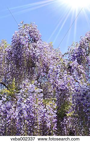 Wisteria View Large Photo Image Stock Photo - Wisteria. Fotosearch