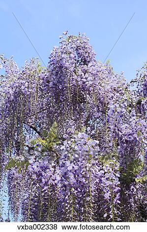 Wisteria View Large Photo Image Stock Photo - Wisteria. Fotosearch