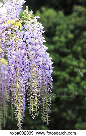 Wisteria View Large Photo Image Stock Photo - Wisteria. Fotosearch