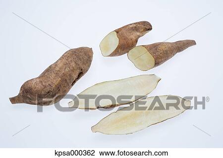Stock Image - Yacon. Fotosearch