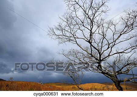 Stock Image - Yamaguchi Prefecture, Japan. Fotosearch