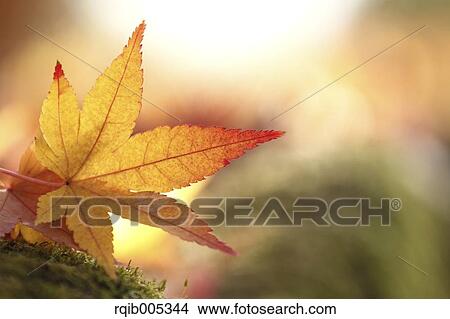 Yellow maple leaves View Large Photo Image Picture - Yellow maple leaves. Fotosearch