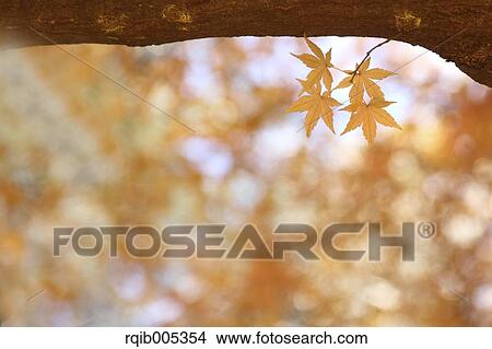 Picture - Yellow maple leaves. Fotosearch