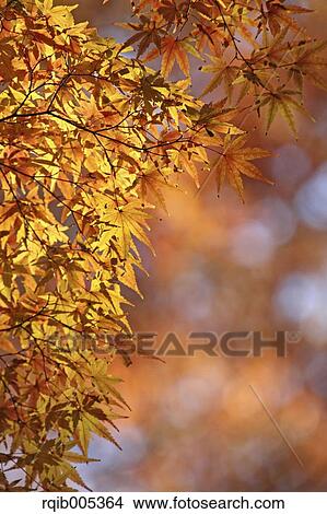 Picture - Yellow maple leaves. Fotosearch