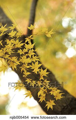 Yellow maple leaves View Large Photo Image Picture - Yellow maple leaves. Fotosearch