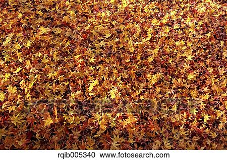 Yellow maple leaves View Large Photo Image Stock Image - Yellow maple leaves. Fotosearch