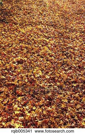 Yellow maple leaves View Large Photo Image Stock Image - Yellow maple leaves. Fotosearch