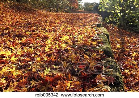 Stock Image - Yellow maple leaves. Fotosearch