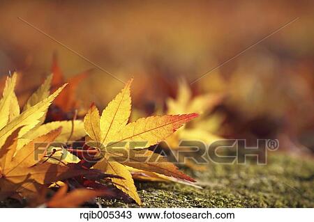 Stock Image - Yellow maple leaves. Fotosearch