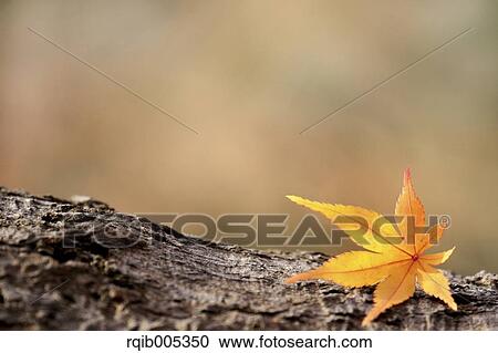 Yellow maple leaves View Large Photo Image Stock Image - Yellow maple leaves. Fotosearch