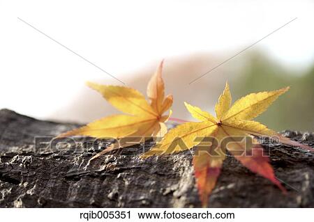 Stock Image - Yellow maple leaves. Fotosearch