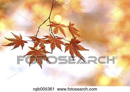 Yellow maple leaves View Large Photo Image Stock Image - Yellow maple leaves. Fotosearch
