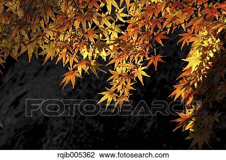 Stock Image - Yellow maple leaves. Fotosearch