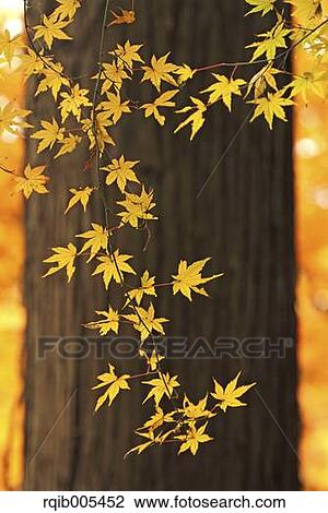 Yellow maple leaves View Large Photo Image Stock Image - Yellow maple leaves. Fotosearch