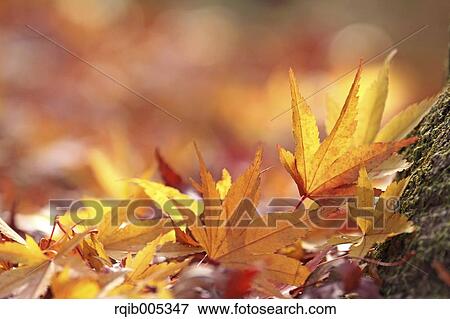 Stock Photo - Yellow maple leaves. Fotosearch