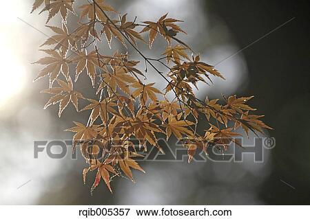 Stock Photo - Yellow maple leaves. Fotosearch