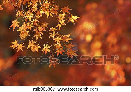 Stock Photo - Yellow maple leaves. Fotosearch