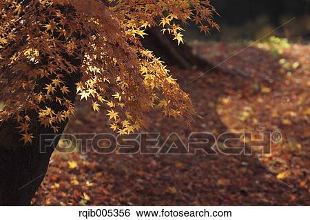Stock Photograph - Yellow maple leaves. Fotosearch