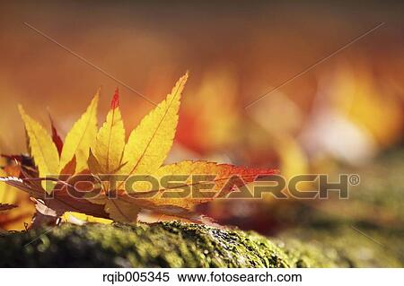 Yellow maple leaves View Large Photo Image Stock Photography - Yellow maple leaves. Fotosearch