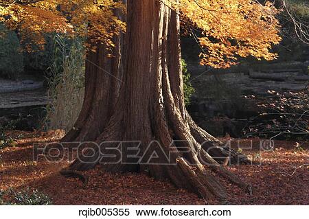 Yellow maple leaves View Large Photo Image Stock Photography - Yellow maple leaves. Fotosearch