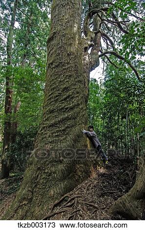 Yoshino Kumano National Park, Wakayama Prefecture View Large Photo Image Stock Image - Yoshino Kumano National Park, Wakayama Prefecture. Fotosearch