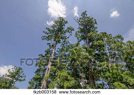 Yoshino Kumano National Park, Wakayama Prefecture View Large Photo Image Stock Photo - Yoshino Kumano National Park, Wakayama Prefecture. Fotosearch