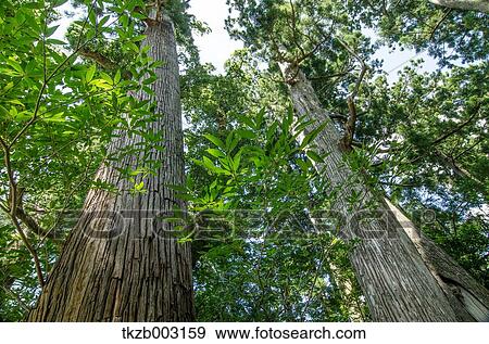 Yoshino Kumano National Park, Wakayama Prefecture View Large Photo Image Stock Photo - Yoshino Kumano National Park, Wakayama Prefecture. Fotosearch