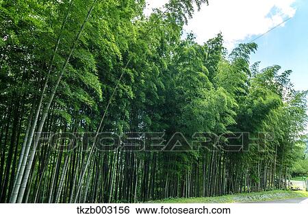 Stock Photograph - Yoshino Kumano National Park, Wakayama Prefecture. Fotosearch